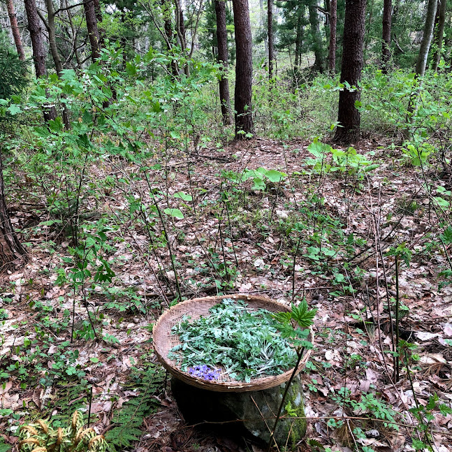 [草原に広がる柔らかな光のイメージ]