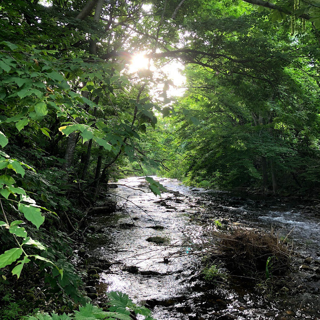 [爽やかな新緑と木漏れ日の風景]